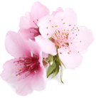flor