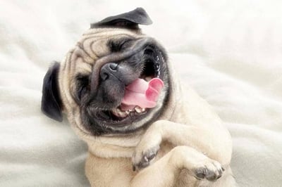 perro-mostrando-emociones_291